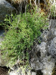 Saxifraga aspera