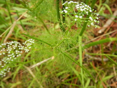 Ptilimnium