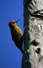 Chloropicus griseocephalus