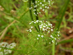 Ptilimnium