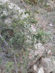 Berberis integerrima