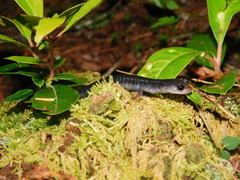 Plethodon metcalfi