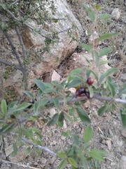 Berberis integerrima