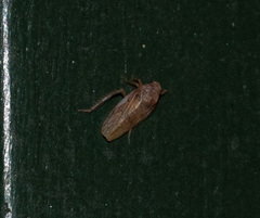 Ponana rubida