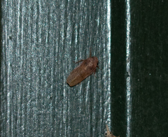 Ponana rubida
