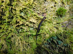 Plethodon metcalfi