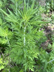 Artemisia vulgaris