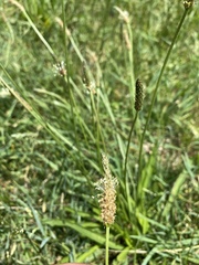 Plantago lanceolata