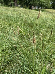 Plantago lanceolata
