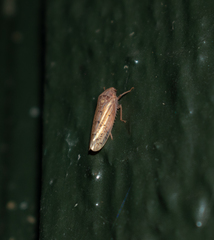 Ponana rubida