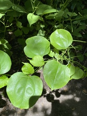 Smilax rotundifolia