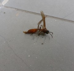 Apoica