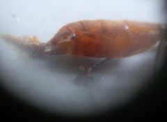 Apoica