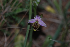Ophrys homeri