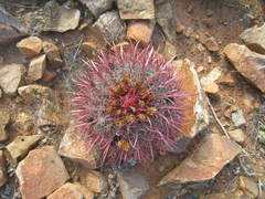 Ferocactus gracilis gracilis