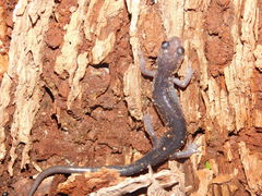Plethodon metcalfi