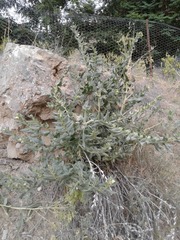 Hyoscyamus