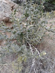 Hyoscyamus