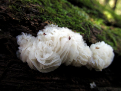 Hypomyces tremellicola