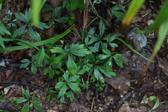 Anemonoides quinquefolia