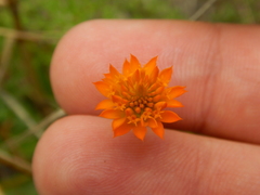 Polygala lutea
