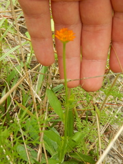 Polygala lutea