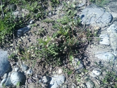Trinia glauca