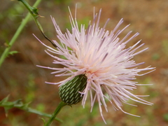 Cirsium virginianum
