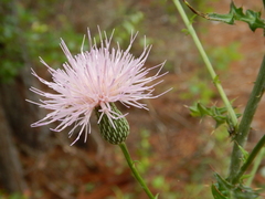 Cirsium virginianum