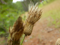 Cirsium virginianum