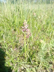 Anacamptis coriophora