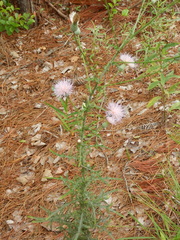 Cirsium virginianum