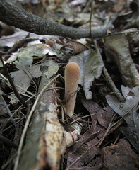 Clavariadelphus americanus