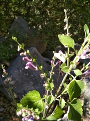 Scutellaria brevibracteata