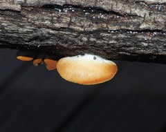 Crepidotus praecipuus