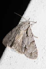 Acronicta psi