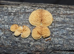 Crepidotus praecipuus