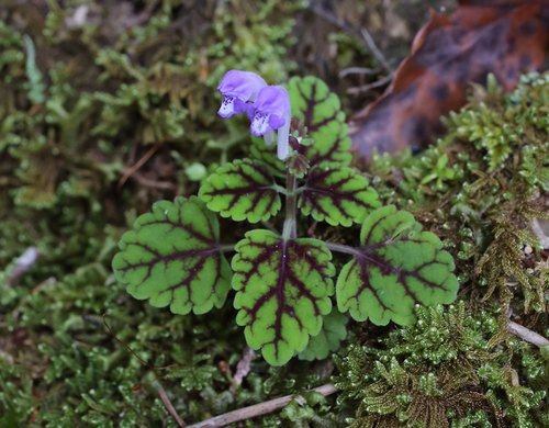 Scutellaria laeteviolacea iNat (1)