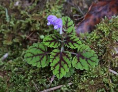 Scutellaria laeteviolacea