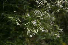 Silene nutans