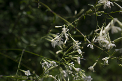 Silene nutans