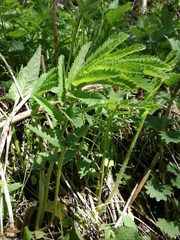 Sanguisorba dodecandra