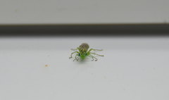 Rhogogaster viridis