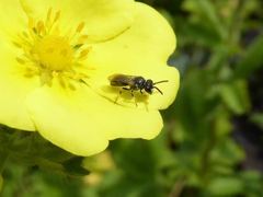 Hylaeus hyalinatus