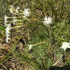 Dianthus acicularis