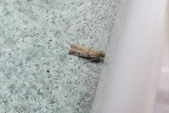 Phycitodes binaevella