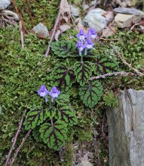 Scutellaria laeteviolacea