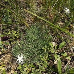Dianthus acicularis