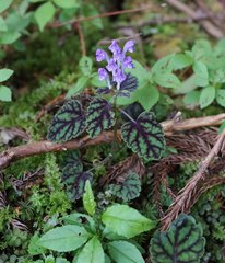 Scutellaria laeteviolacea