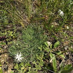 Dianthus acicularis